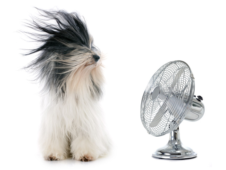 Hund und Ventilator