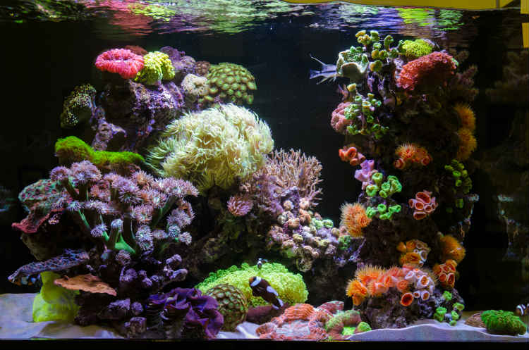 Eingerichtetes Aquarium