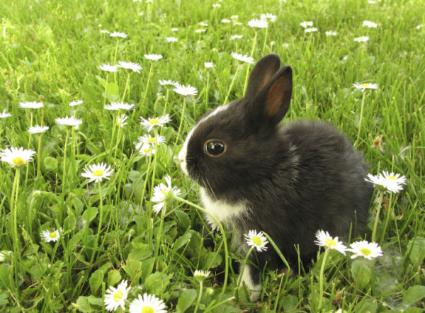 Baby Kaninchen auf einer Blumenwiese