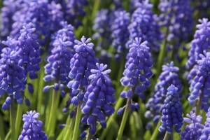 Blaue Hyazinthen