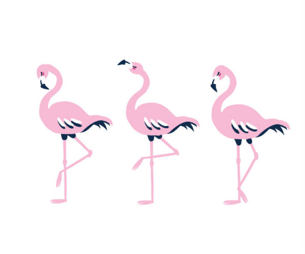 Drei Flamingos in einer Reihe
