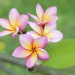 Frangipani