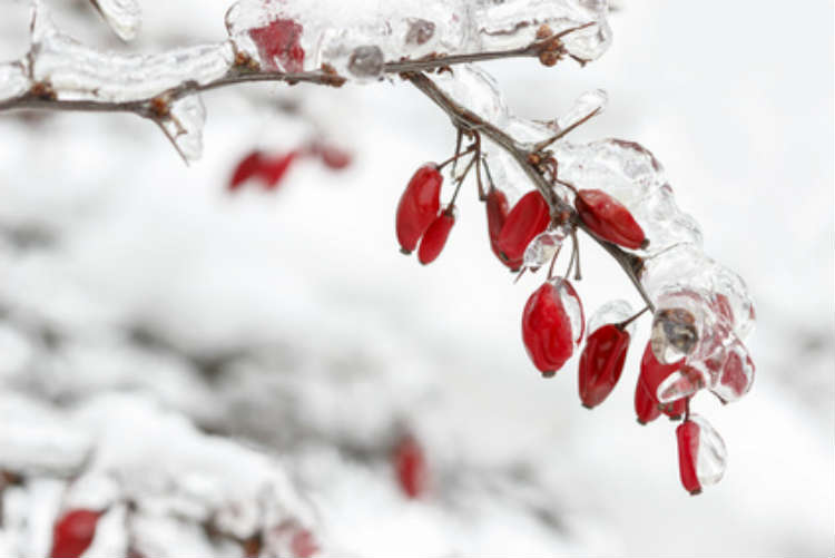 Garten-in-Winter