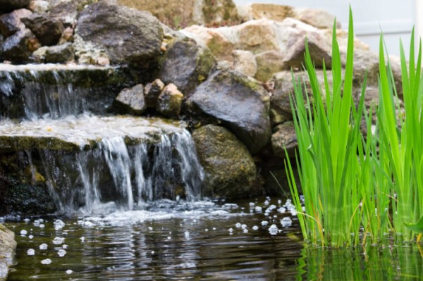 Naturteich in Garten