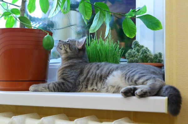 Katze liegt auf Fensterbank und beobachtet Pflanze