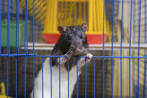 Hamster in seinem Käfig