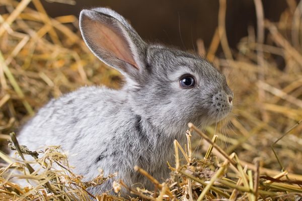Graues Kaninchen sitzt im Stroh