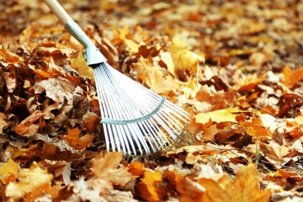 Herbstlaub mit Harke