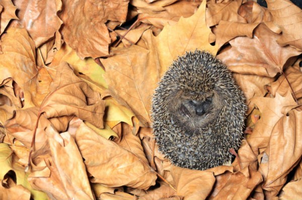 überwinternde Tiere Garten