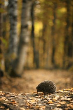 Igel im Laub