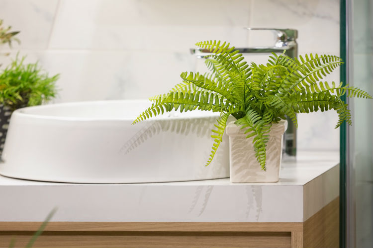 Farn eignet sich ideal als Pflanze für das Bad