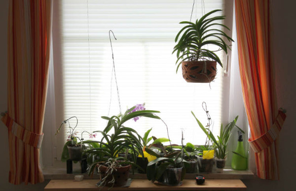 Plissees im Fenster