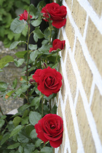 Rosen an der Hauswand