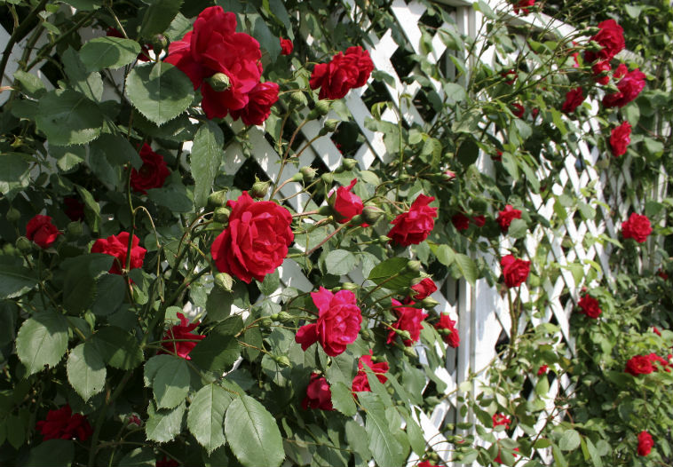 Rosenranken im Garten