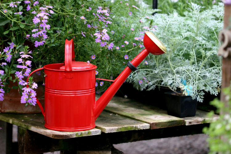 Rote Gießkanne im Garten