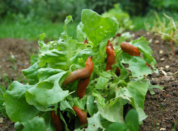 Hausmittel gegen Schnecken - Viele Schnecken auf Salatkopf