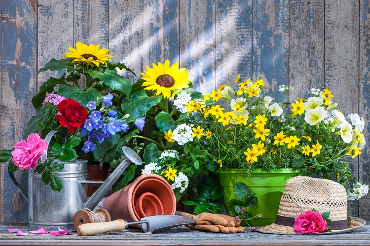 Verschiedene Balkonblumen und Gartenwerkzeug