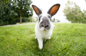 Süßer Hase im Garten