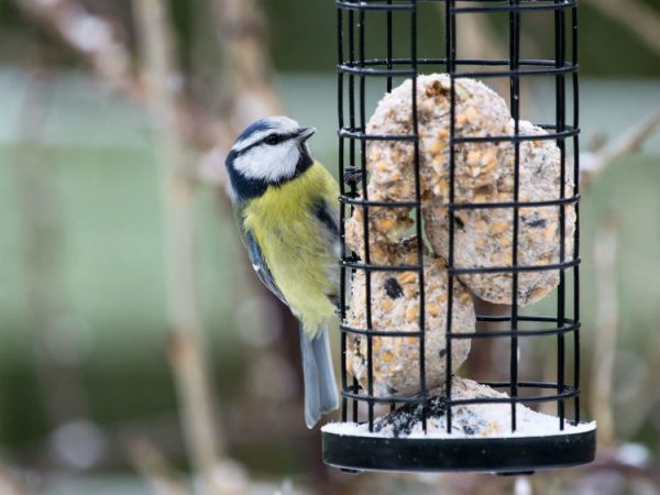 Vögel richtig füttern, eine Blaumeise sitzt an einem Vogelfutterspender