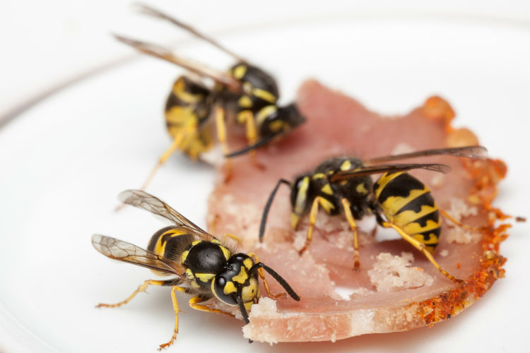 Wespen machen sich über Essensreste her