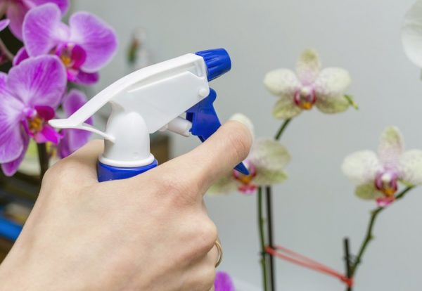 Frauenhand besprüht Orchideen mit Wasser