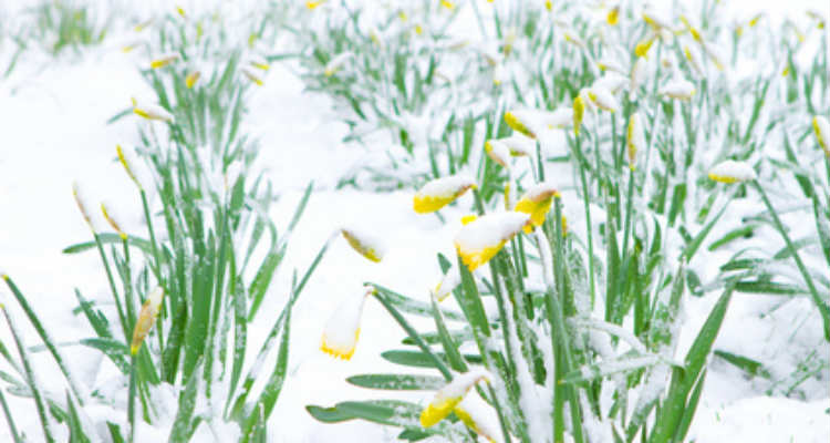 So bleibt der Garten im Winter schön