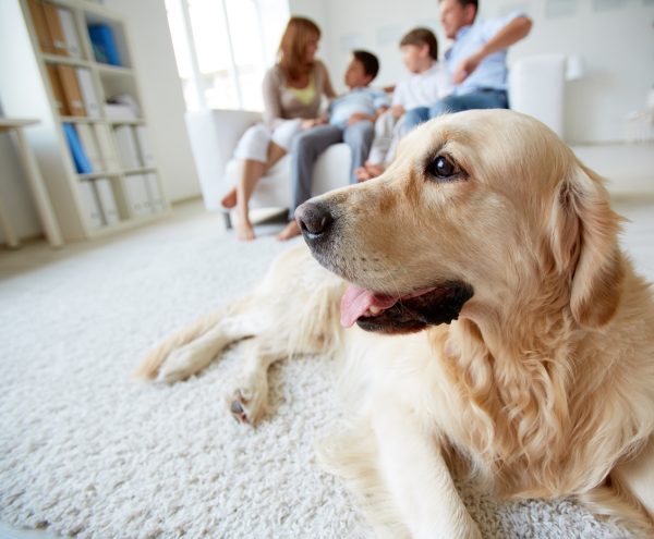 Hund liegt auf einem Teppich, im Hintergrund ist seine Familie zu sehen