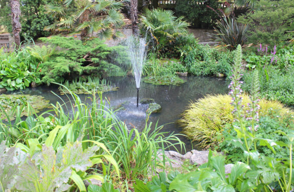 Das Foto zeigt einen dicht bepflanzten Gartenteich mit einer Wasserfontäne in der Mitte
