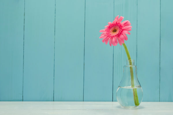 Eine pinke Blume steht in einer gläsernen Vase vor einer blauen Holzwand