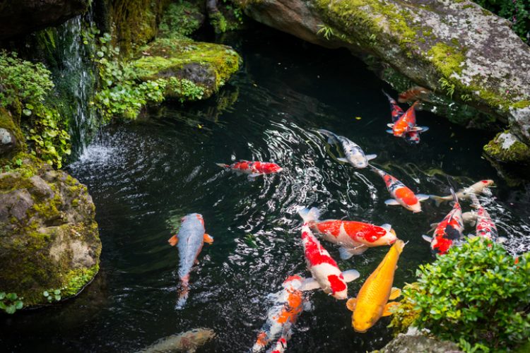 Koi im Gartenteich