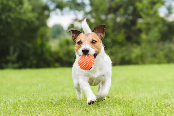 Jack Russel Terrier läuft mit Ball im Maul über eine Wiese