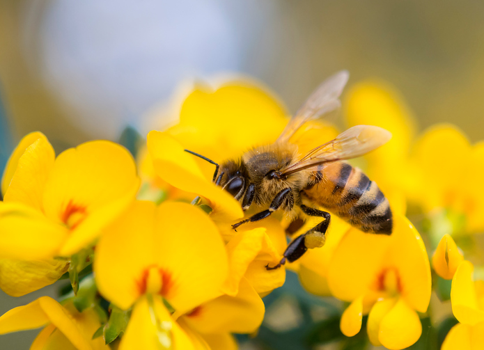 Biene sucht nach Nahrung in einer Blüte