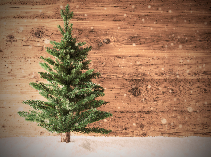 Weihnachtsbaum steht vor Holzwand im Schnee