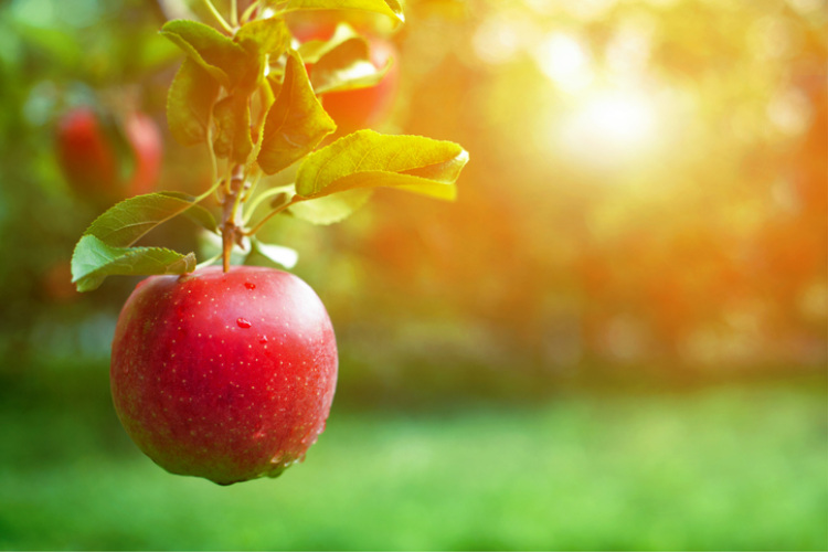 Apfel am Apfelbaum