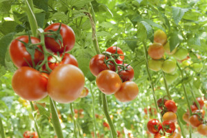 Tomaten in der Plantage