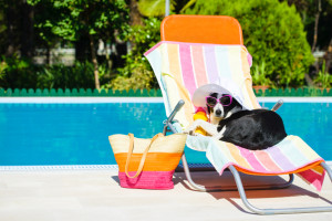 Hund am Pool