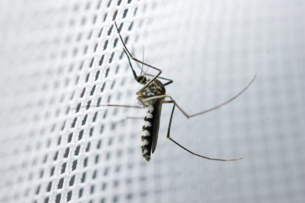 insektenschutz - Mücke sitzt am Insektenschutzgitter