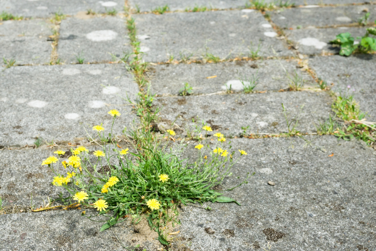 Unkraut zwischen Gehwegplatten