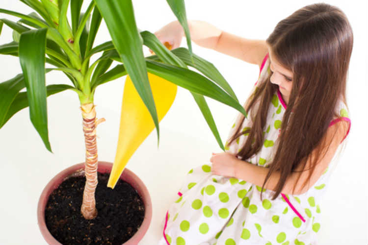 Yucca Palme - Robuste Zimmerpflanze mit geringem Pflege-Anspruch